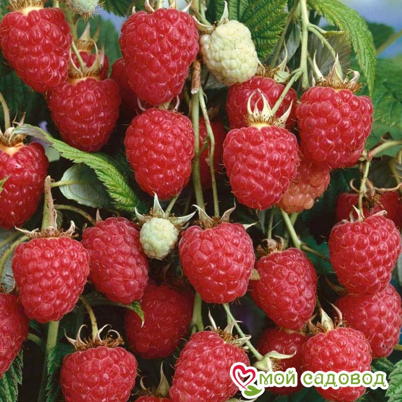 Малиновое дерево Крепыш