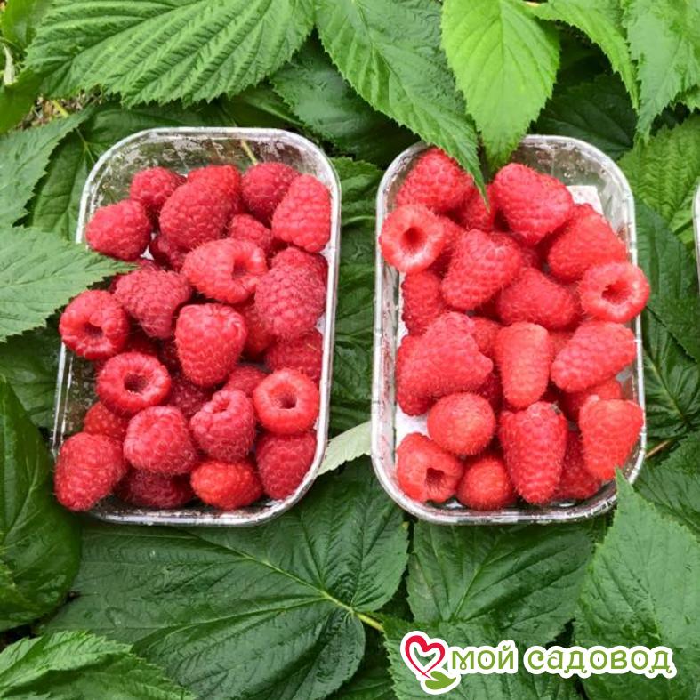 Малина высокоурожайный сорт Сказка