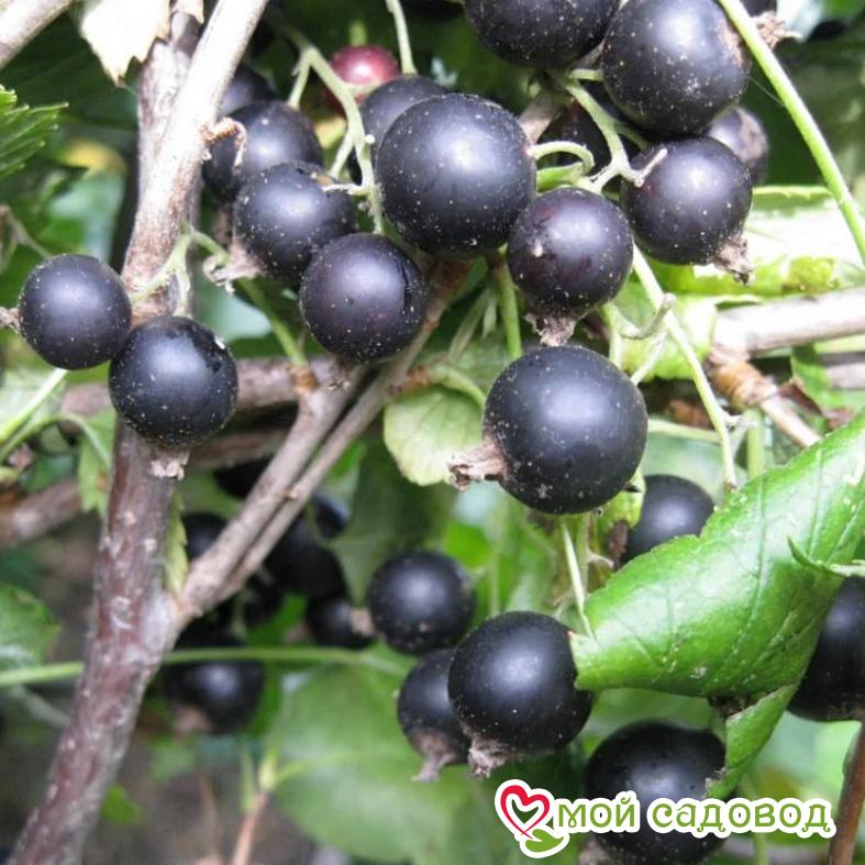 Черная смородина Нестор Козин