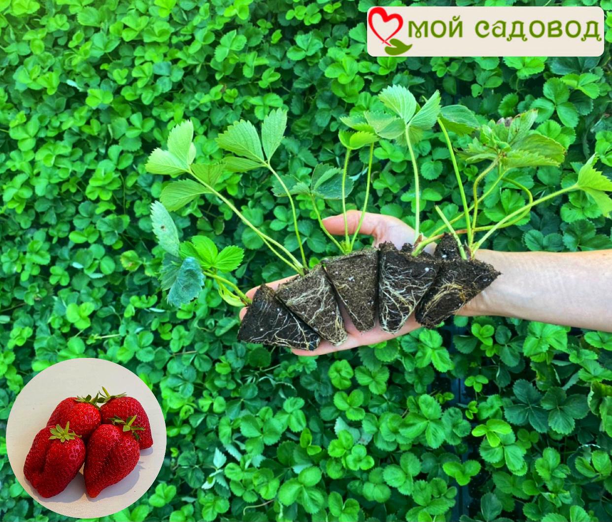 Клубника Альбион (ремонтантный сорт)