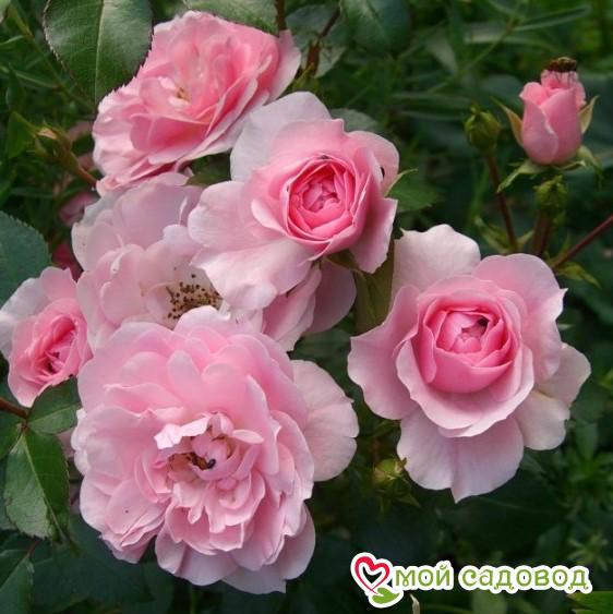 Роза полиантовая Bonica (Боника)