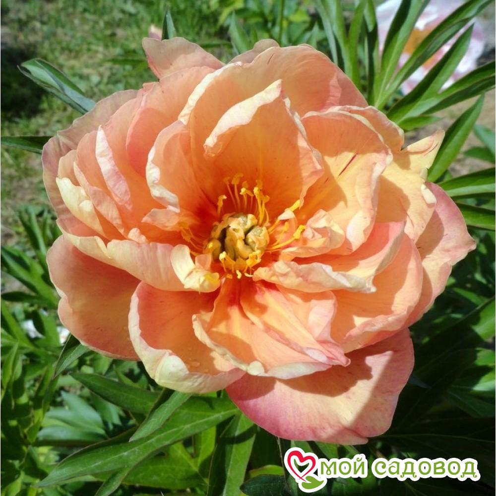 Пион ито-гибрид Сингин ин зе Рейн