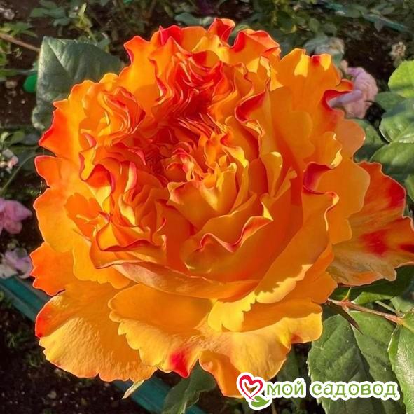 Роза Фри Спирит