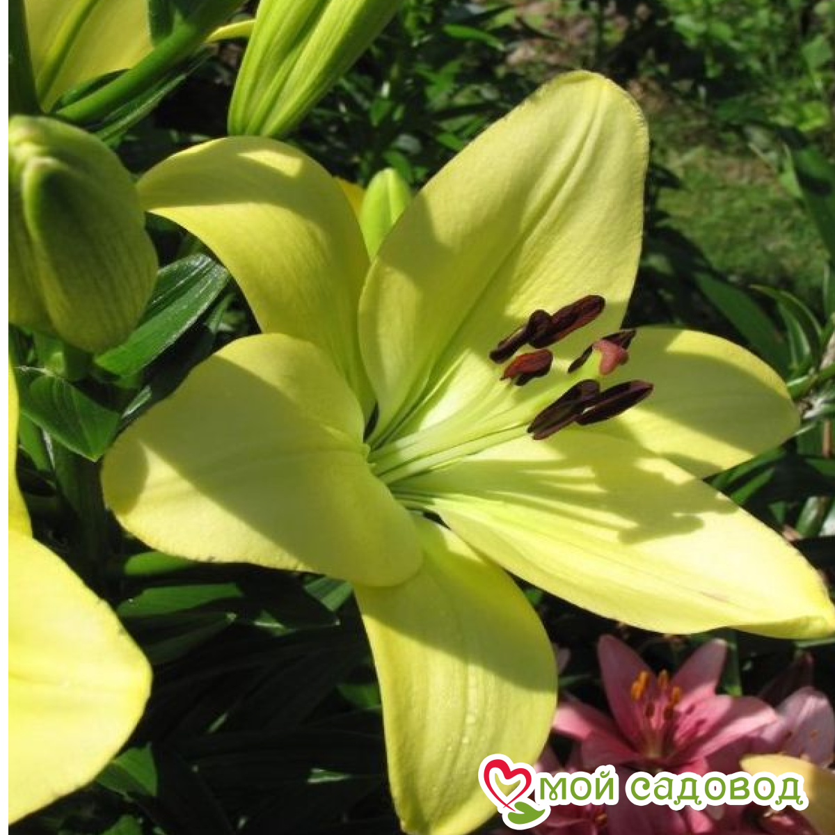 Лилия Инчантид Сплаш