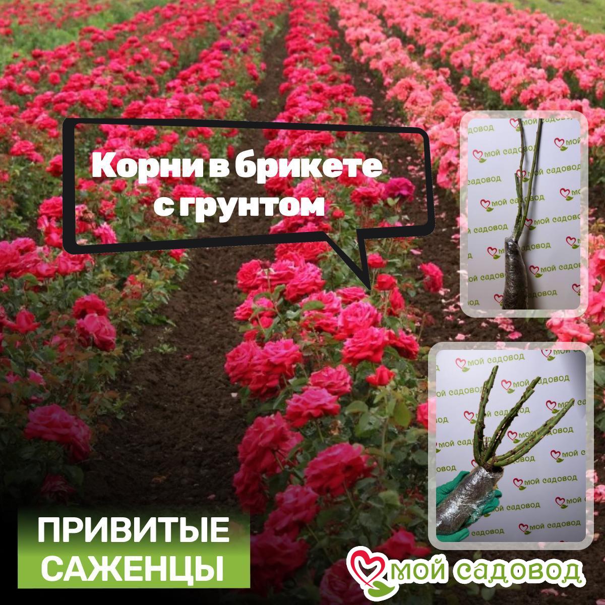 Роза Штамбовая Кристалл Вэил